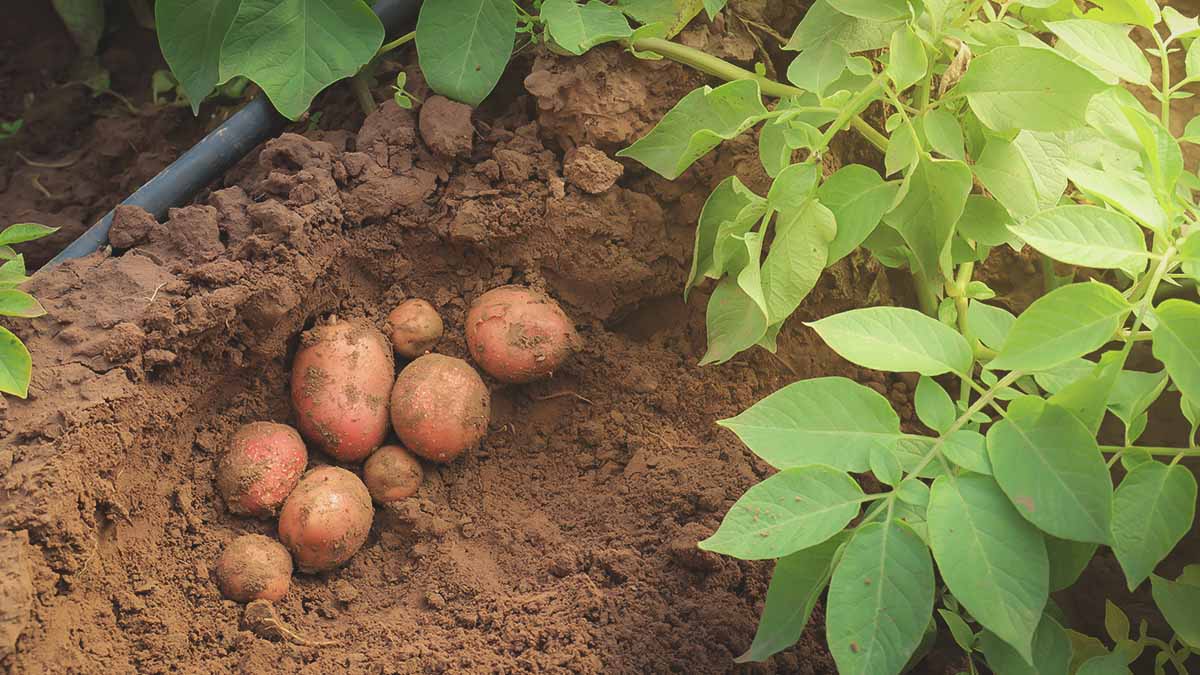 potatoes growing in southern garden
