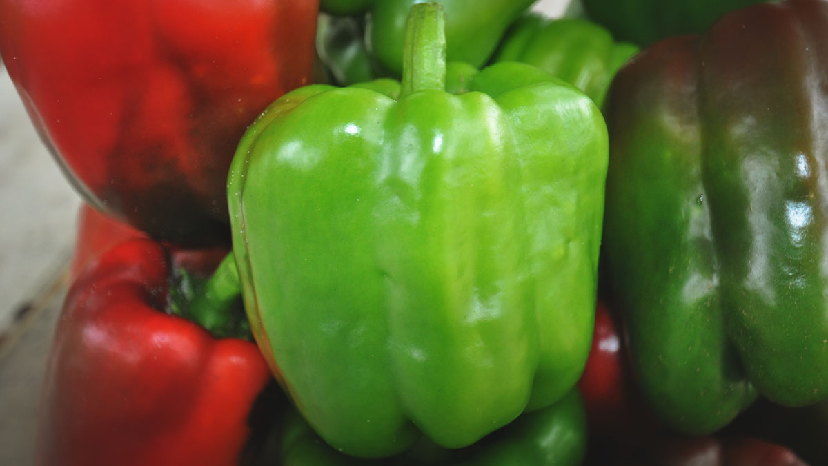 freshly harvested bell peppers