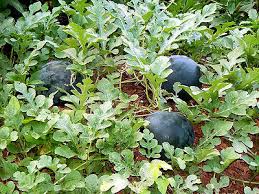 subaby watermelon