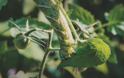 Tomato Hornworms, How to Identify and Control Them in Your Garden