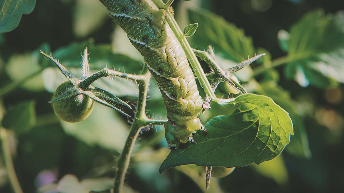 tomato hornworm caterpillar on tomato leaf