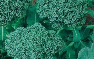 How to Grow Broccoli in Southern Gardens: A Complete Growing Guide