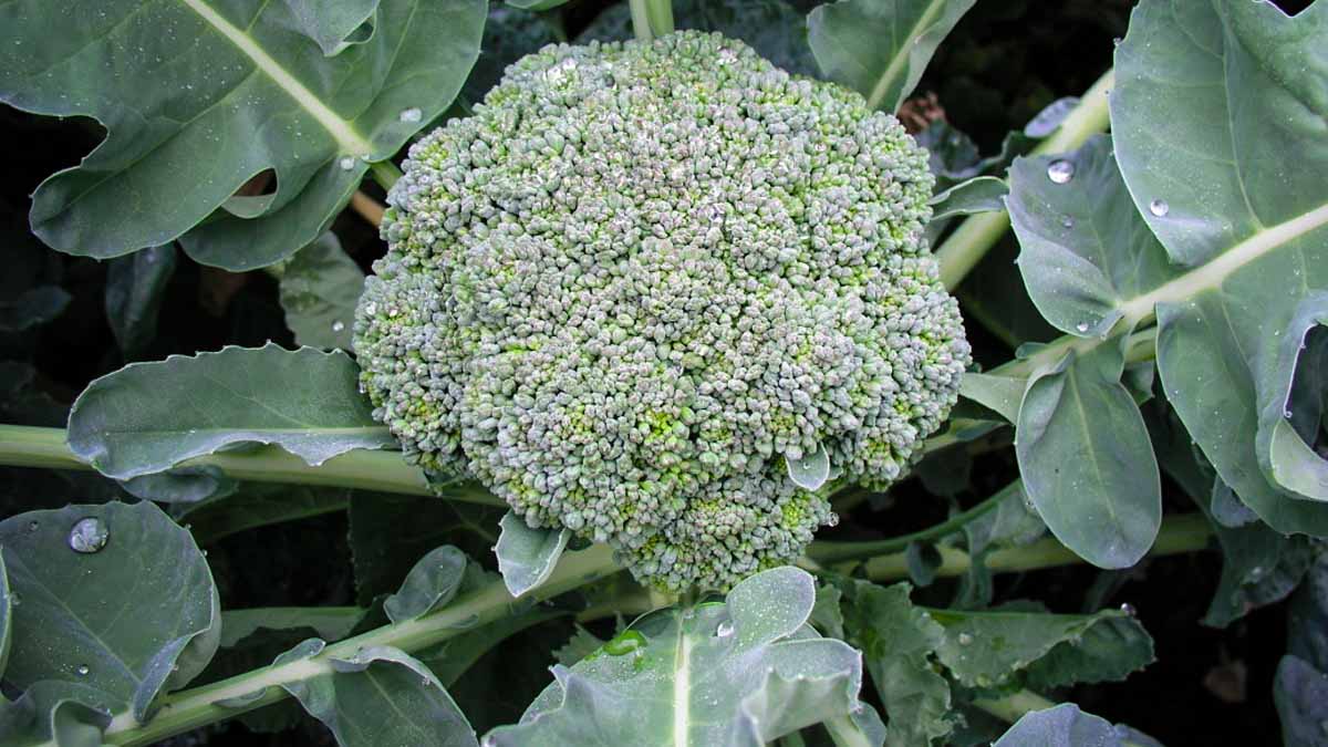 broccoli growing in the garden