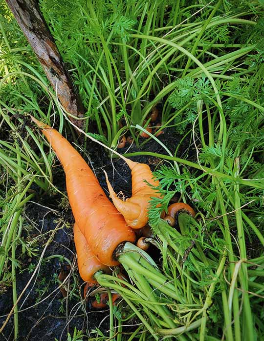 carrots in the garden