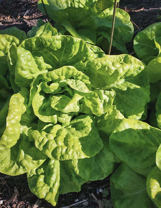greens in the garden