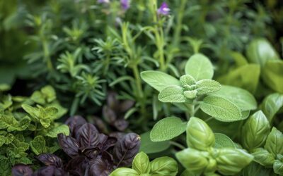Growing Herbs