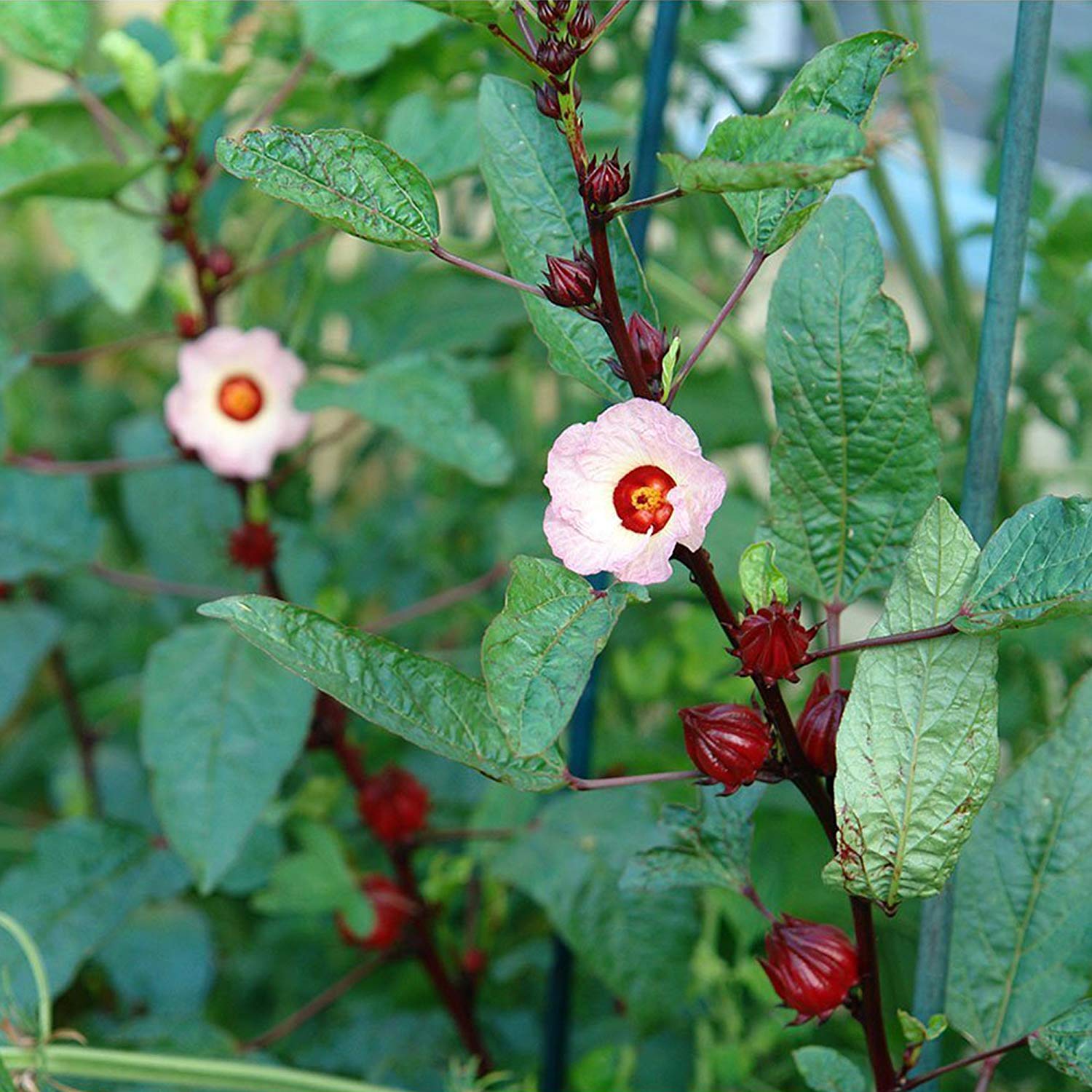 Red Roselle Flowers