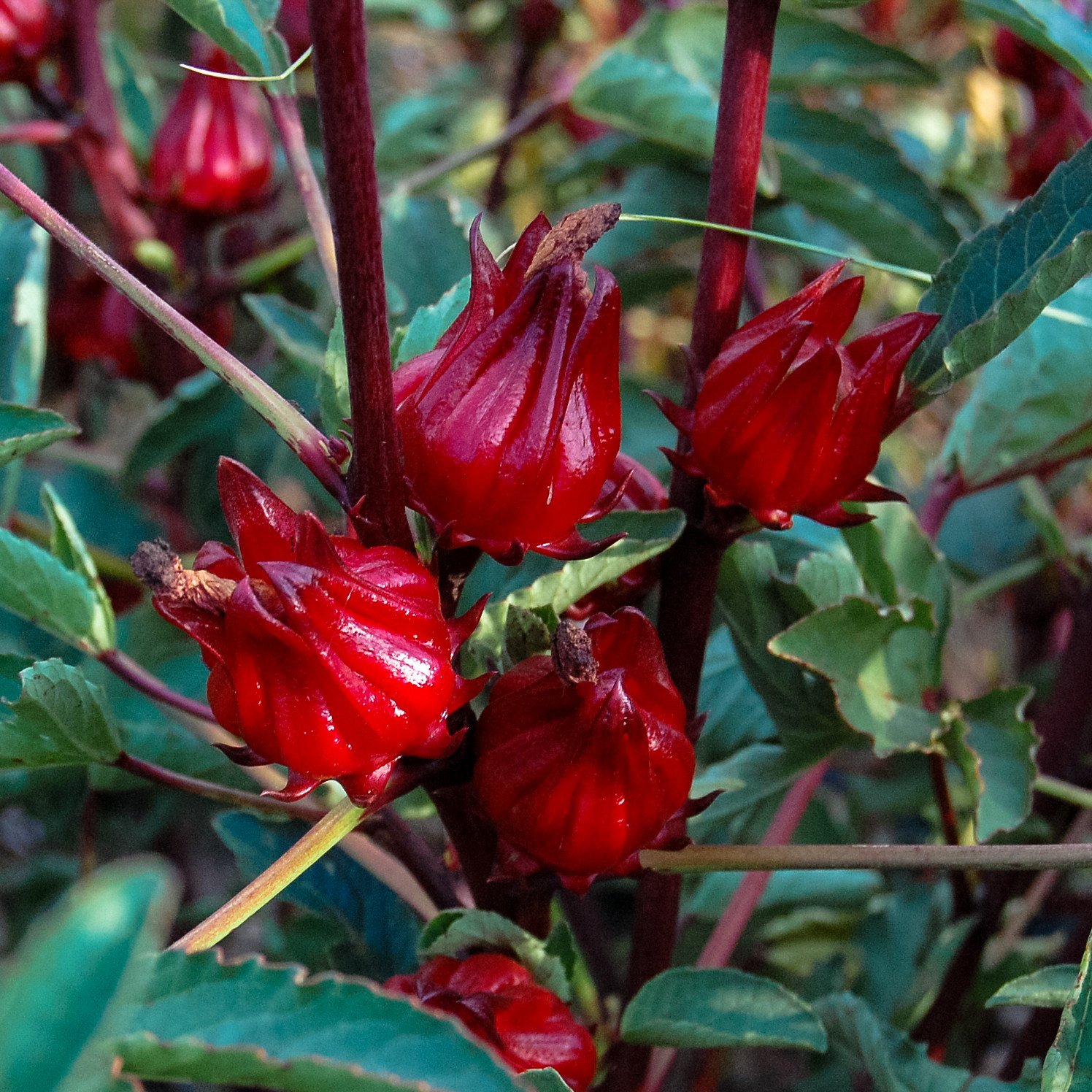 Roselle Calyces