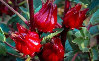 Thai Red Roselle Recipes