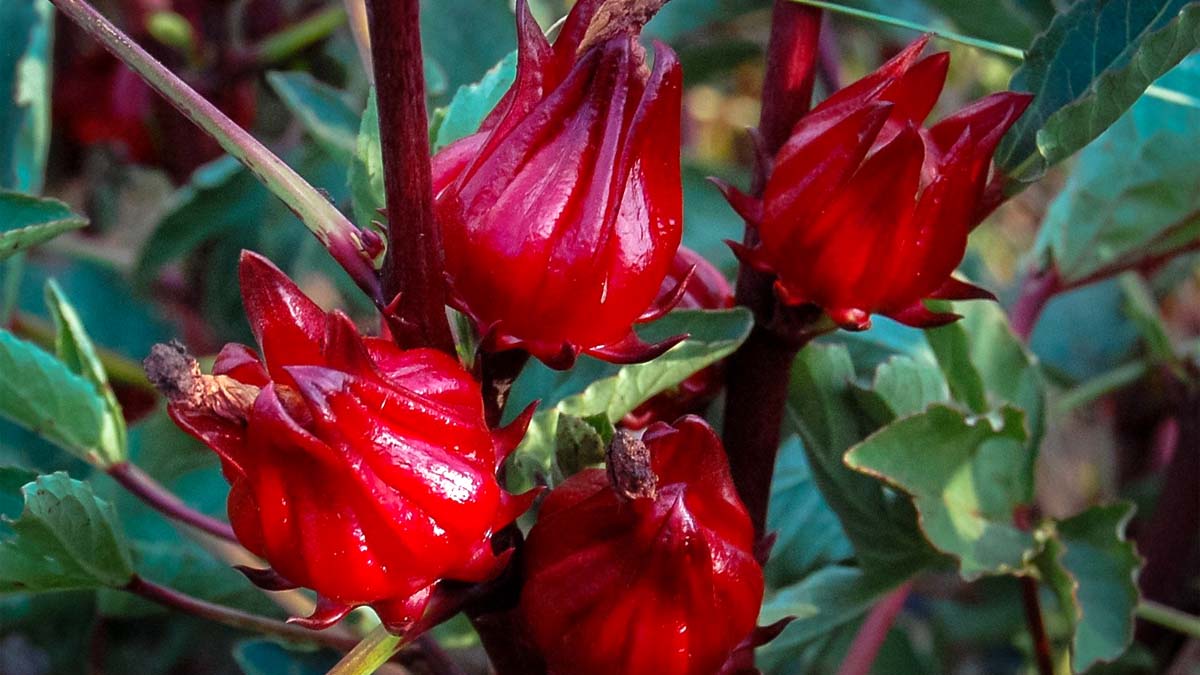 Thai Red Roselle Recipes