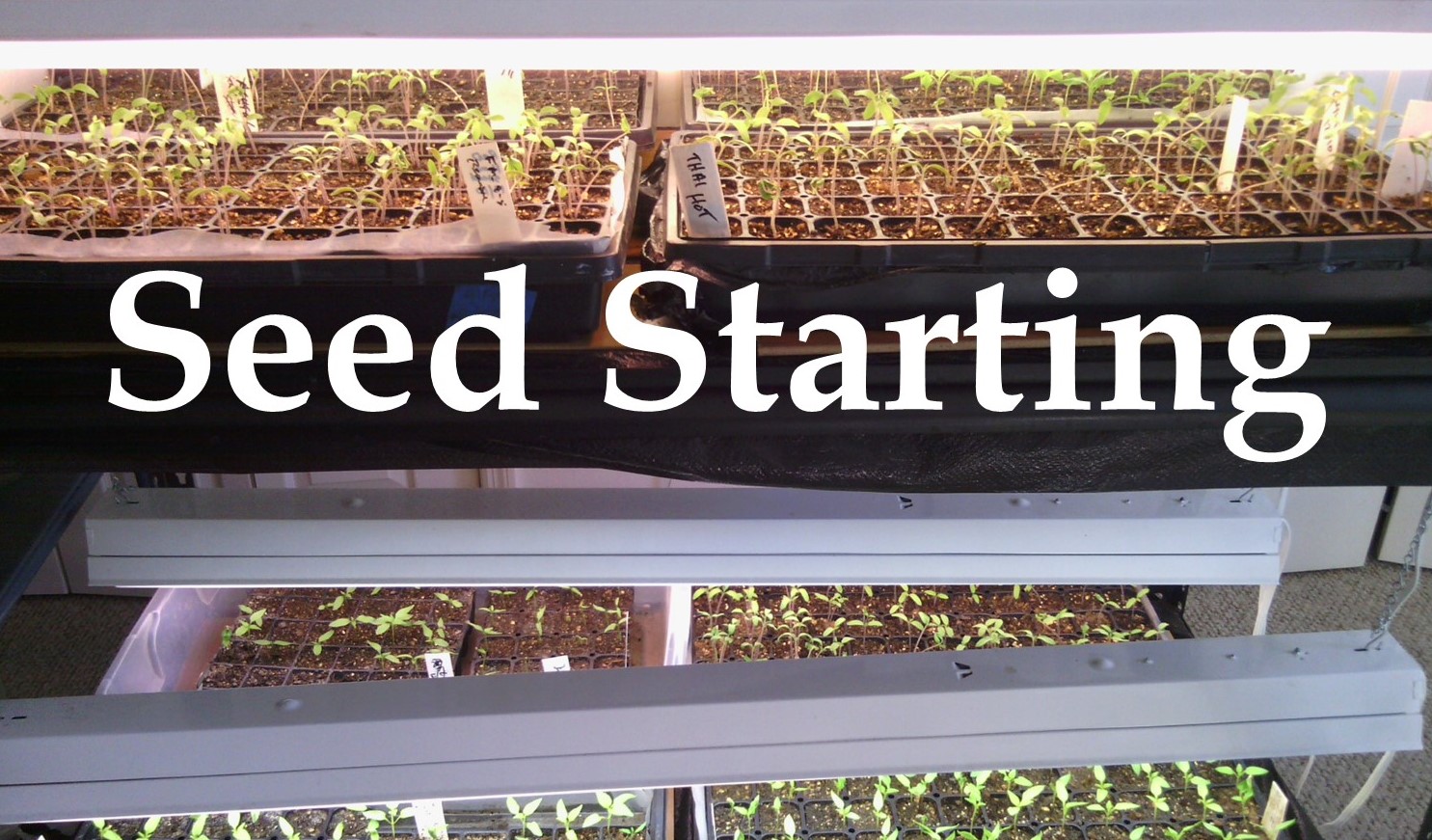 seed stating pic seedlings hardening off outdoors before planting