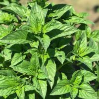 Rutgers Sweet Basil