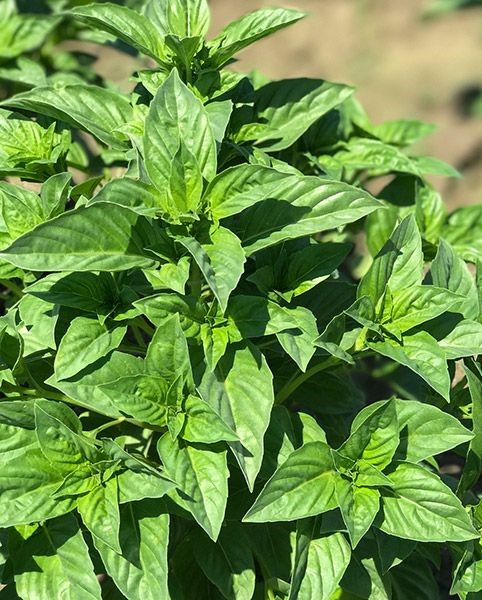 Rutgers Sweet Basil