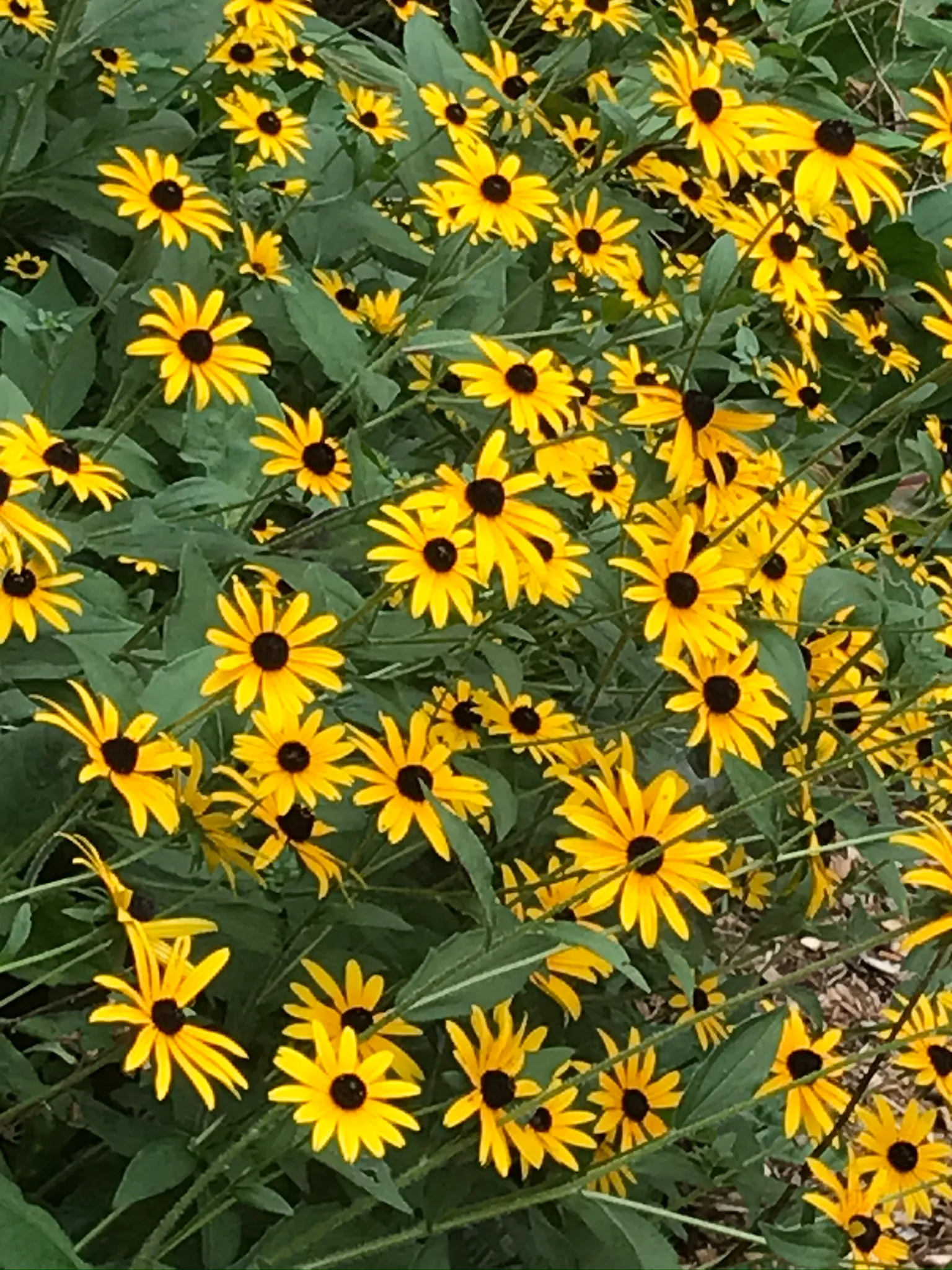 Black Eyed Susan